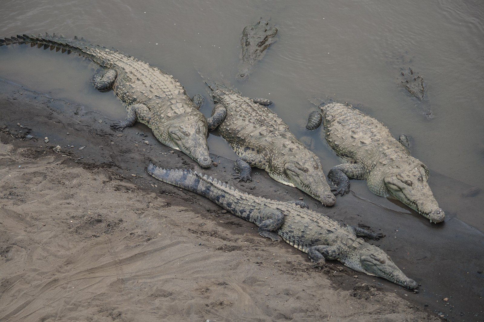 Qué hacer frente a la posible presencia de cocodrilos fuera de su hábitat?