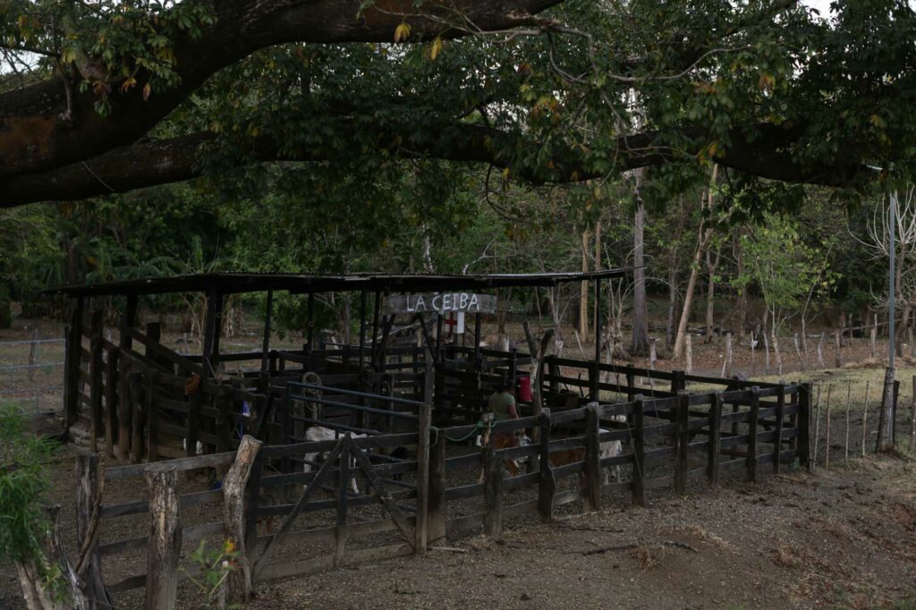2022 - marzo - El soncoyo incendios forestales soluciones ambiente mujer agua potreros ganado vacas- Cesar Arroyo-8
