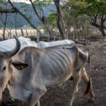 2019 - Mayo - Pozo de agua vacas Flacas sequia ganado - Cesar Arroyo-5