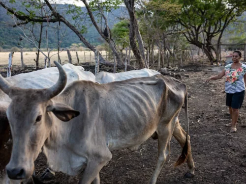 2019 - Mayo - Pozo de agua vacas Flacas sequia ganado - Cesar Arroyo-5