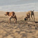 Perros en la playa defecando heces