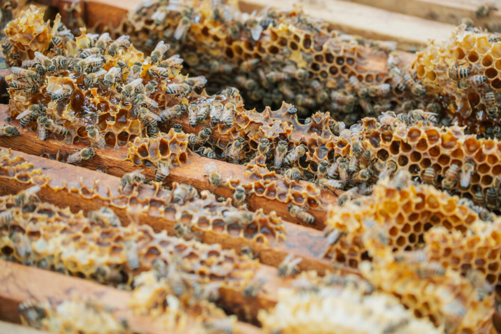 Costa Rican Honey Wins Gold at London Honey Awards