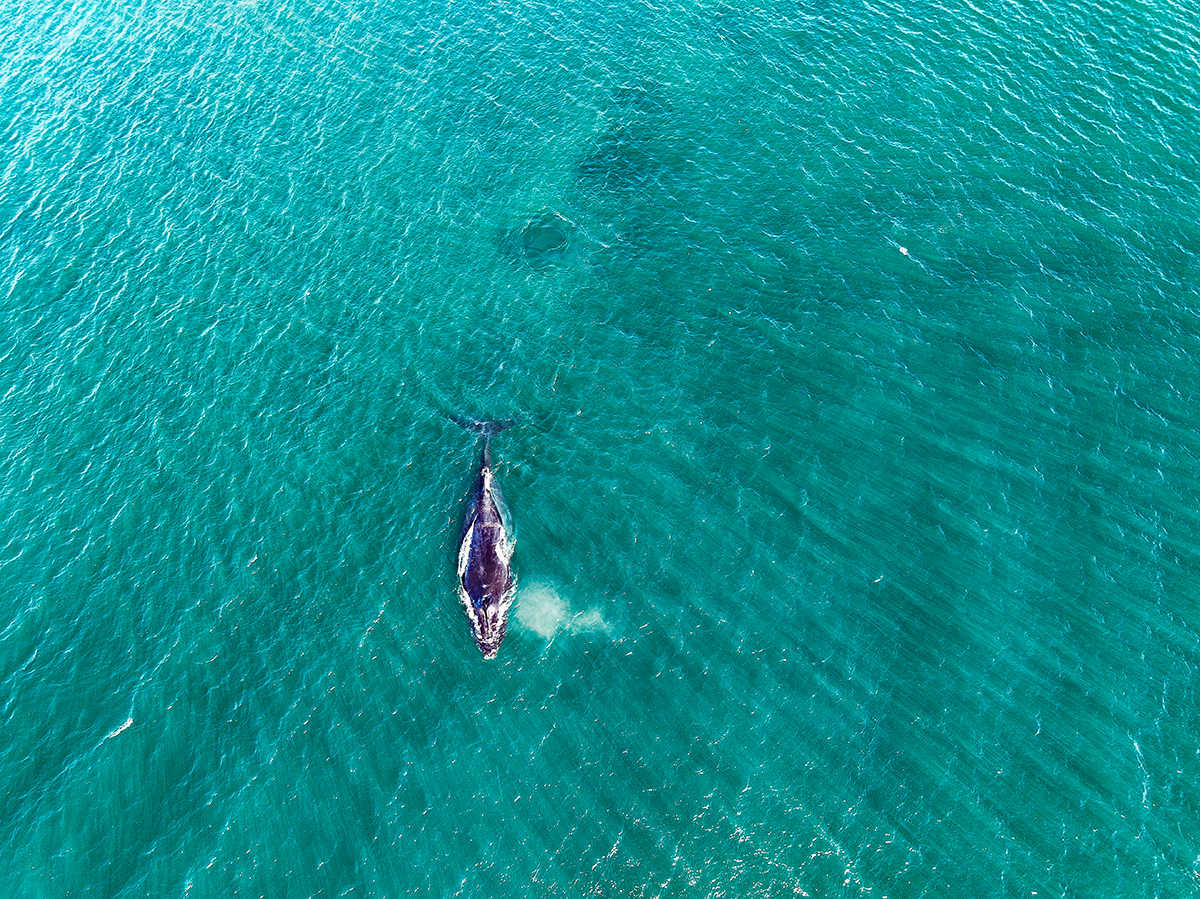 Costa Rica's Guanacaste region to host its first Whale and Dolphin Festival
